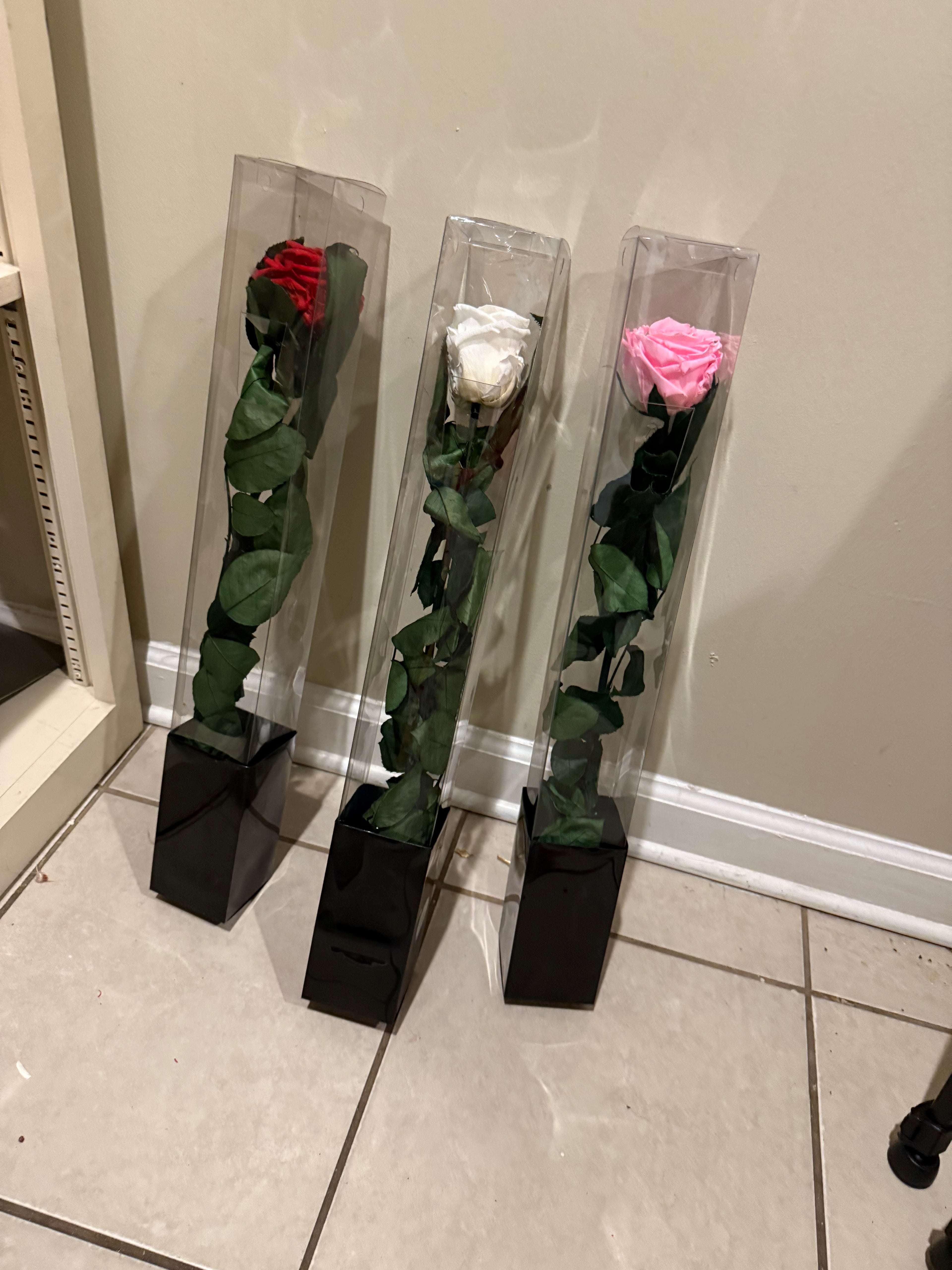 Single large preserved real rose